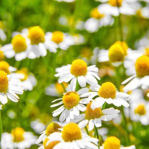 Pure Chamomile Balm
